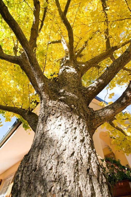 세리알레 L'Albero Della Vita B&B 외부 사진
